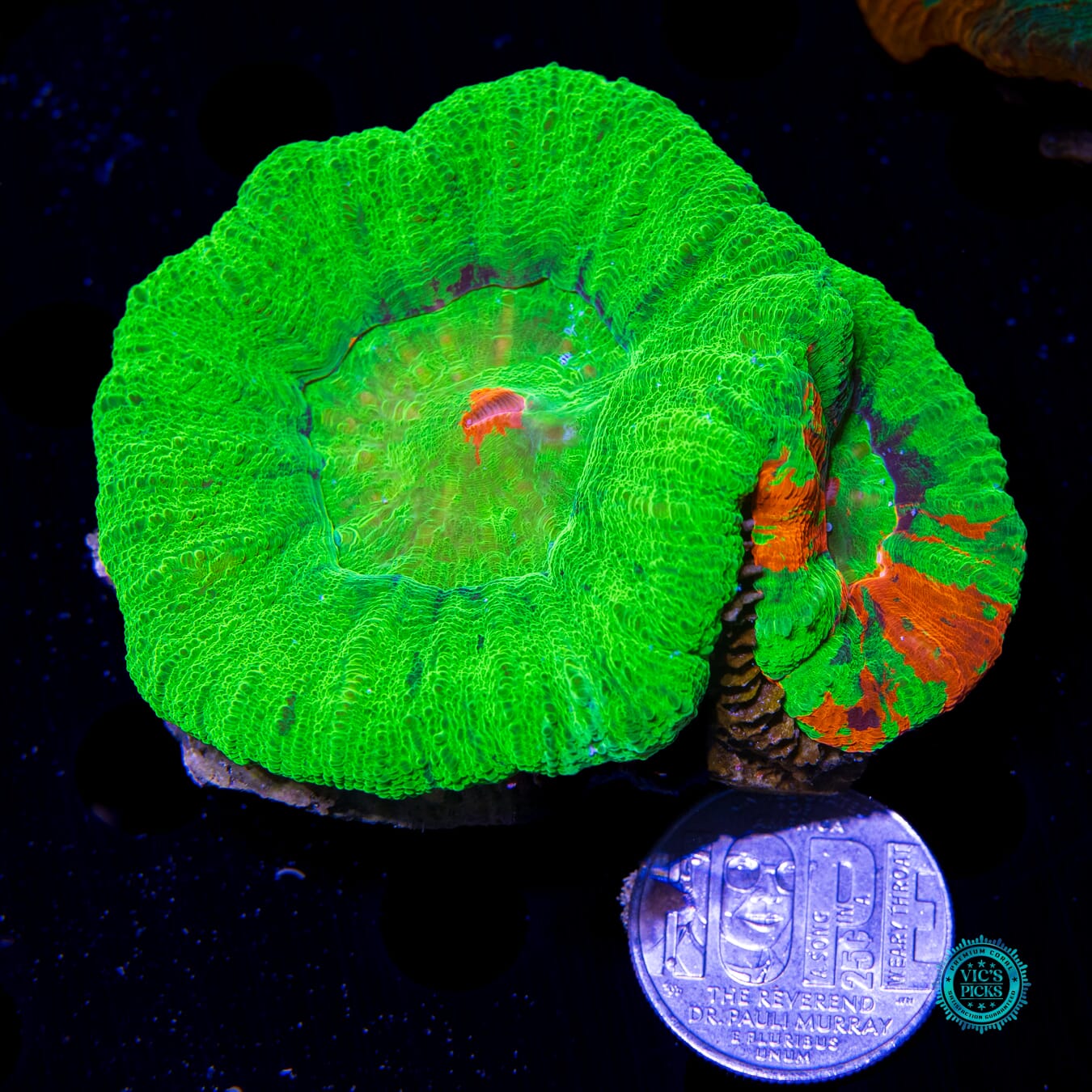 Double Bleeding Apple Scolymia - Actinic Photo