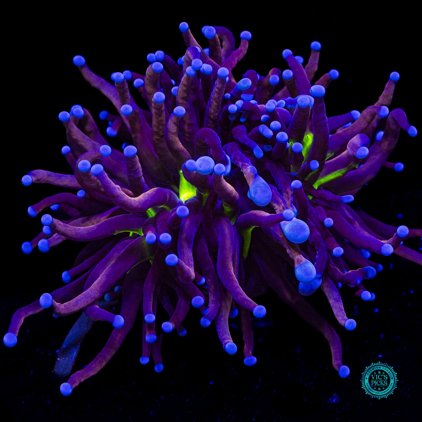 Hybrid Fel Flame Torch - Daylight Photo