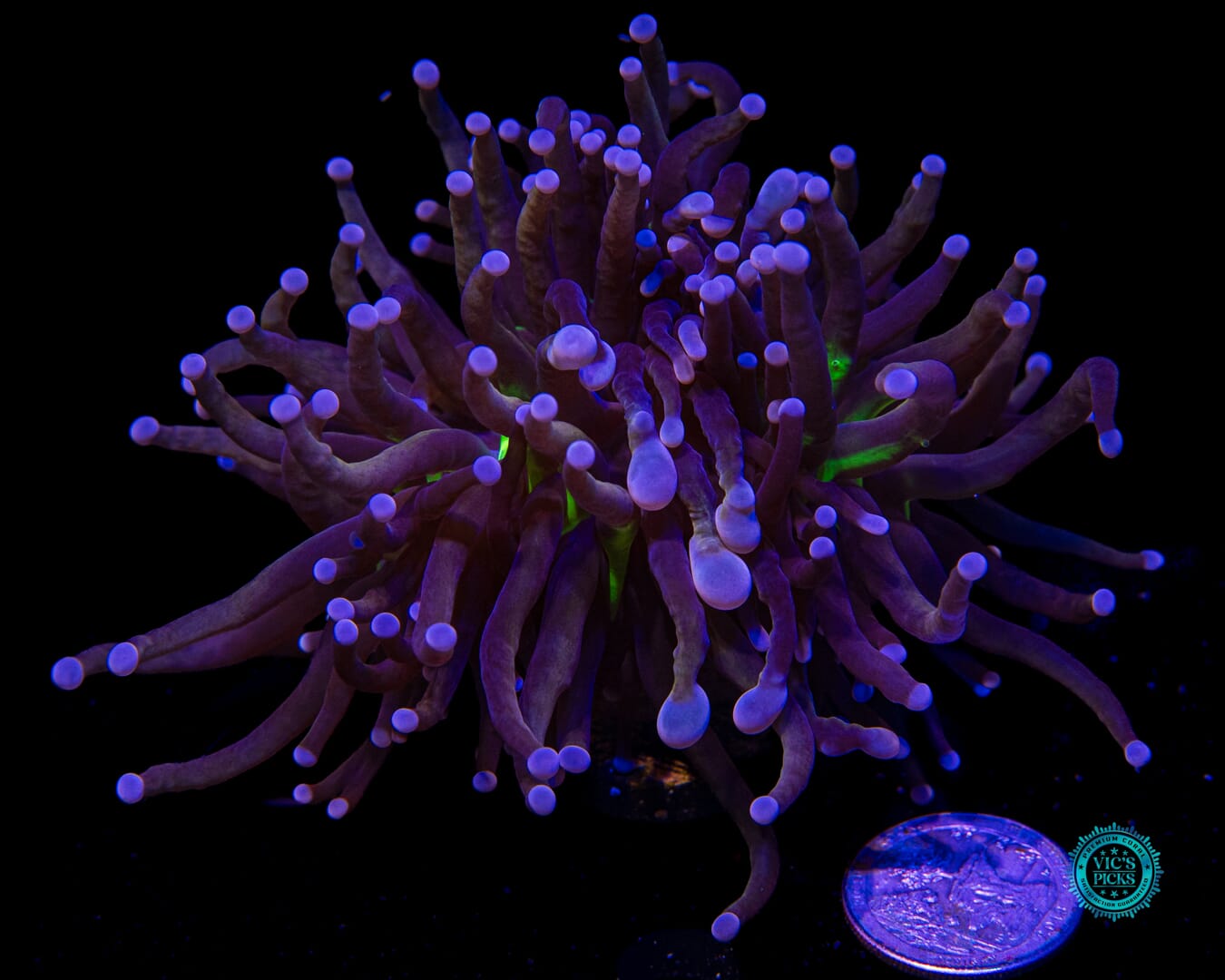 Hybrid Fel Flame Torch - Actinic Photo