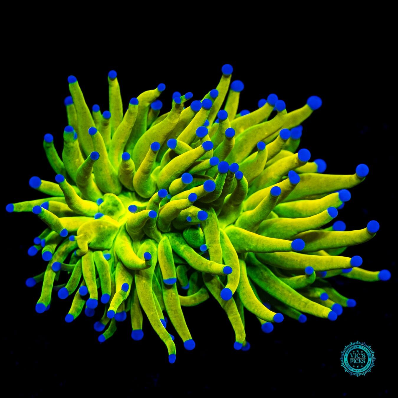 Banana Grail Torch - Daylight Photo