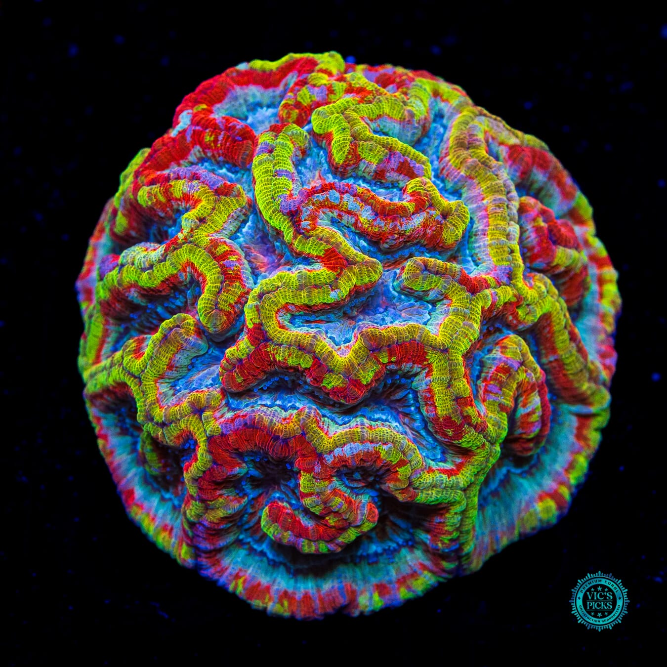 King's Ransom Symphyllia Wilsoni - Daylight Photo