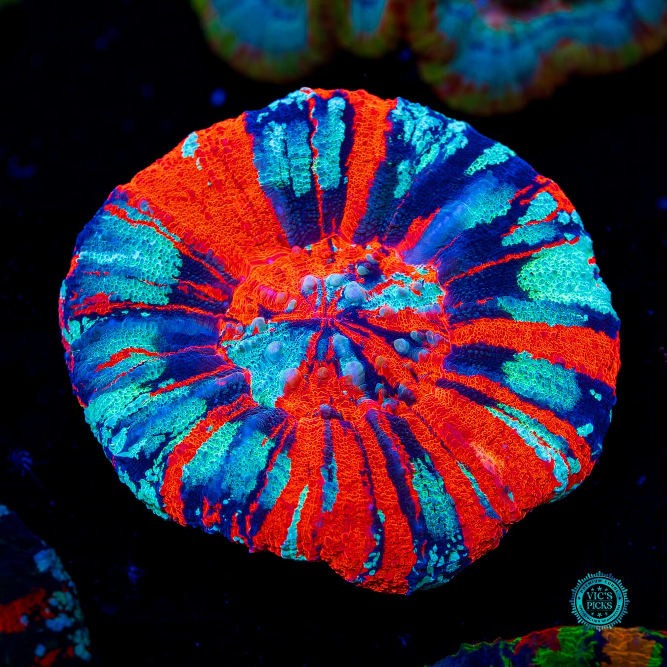 Next Level Warpaint Scolymia - Daylight Photo