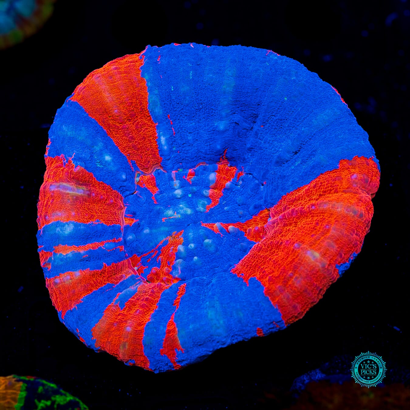 Spidey Senses Scolymia - Daylight Photo