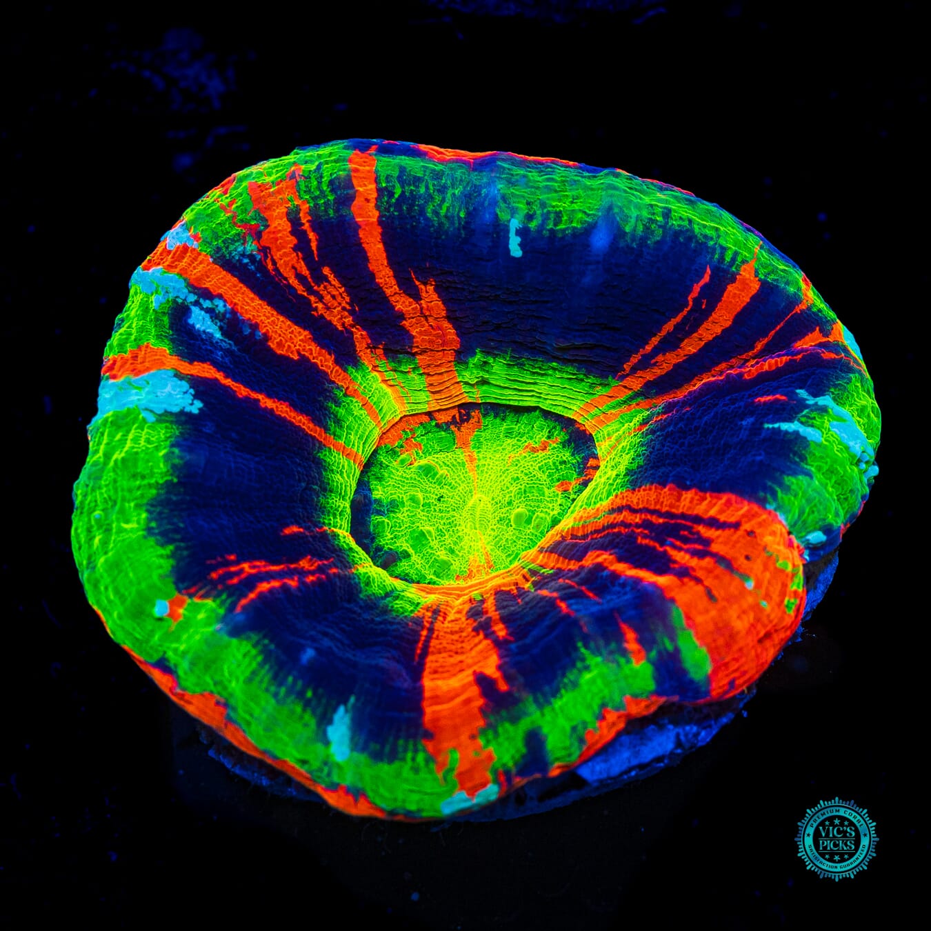 Master of the Elements Scolymia - Daylight Photo