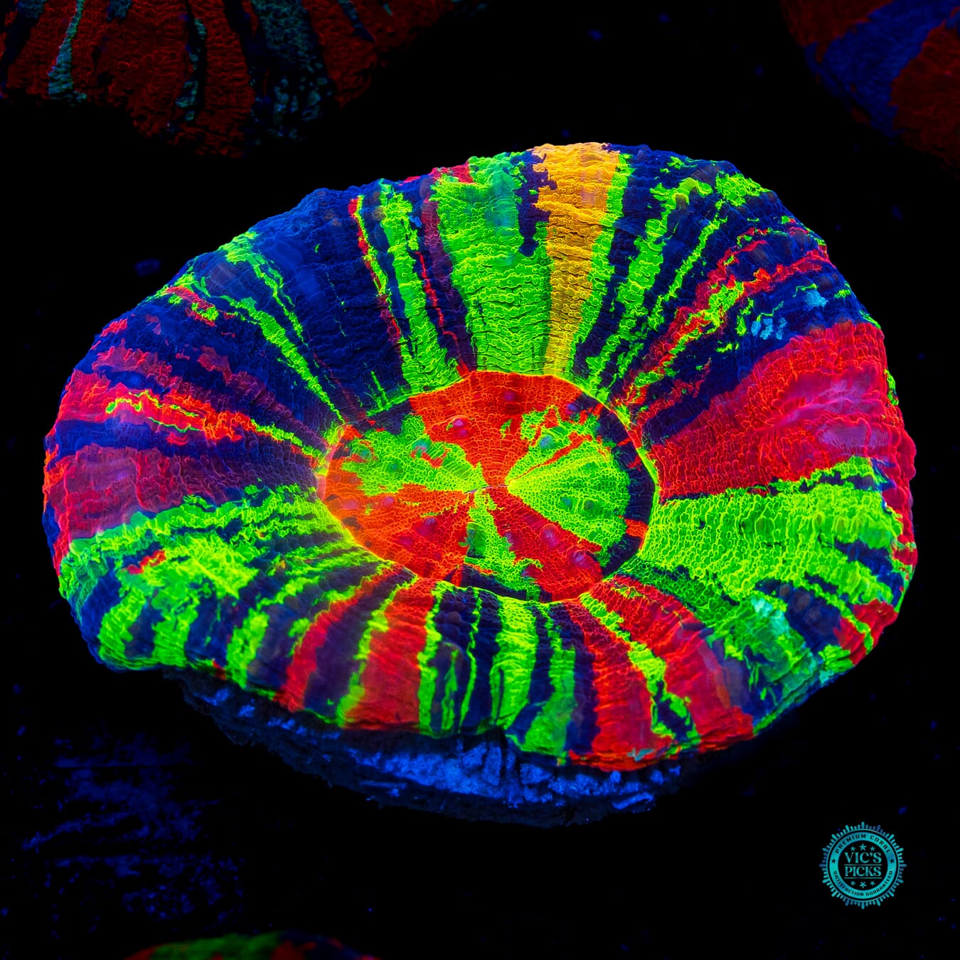 Master of the Universe Scolymia - Daylight Photo