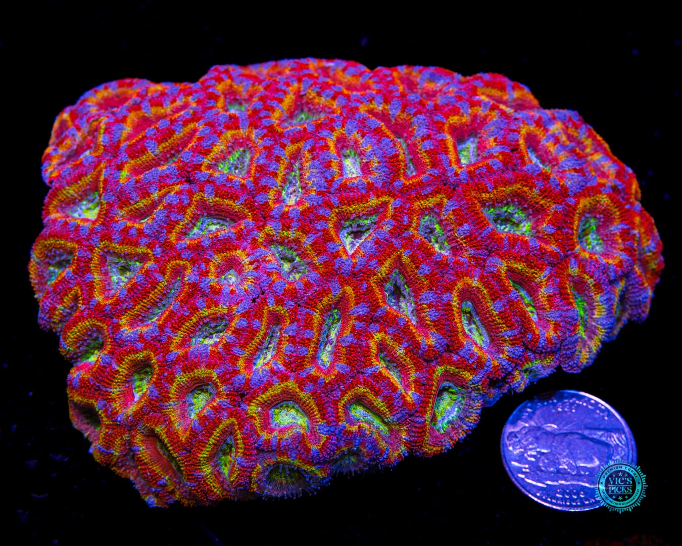 Candyland Aussie Lord - Actinic Photo