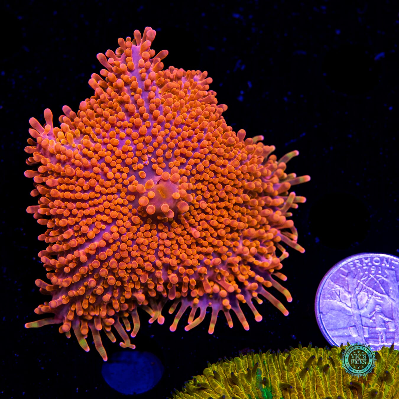 Blazin Saddles Yuma Mushroom - Actinic Photo