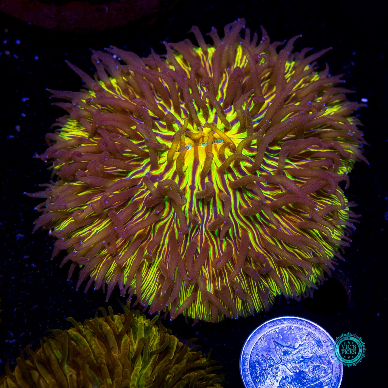 Sunsplash Plate - Actinic Photo