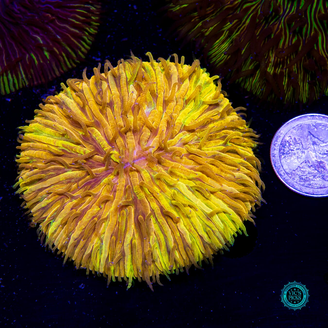 Twisted Fate Plate - Actinic Photo