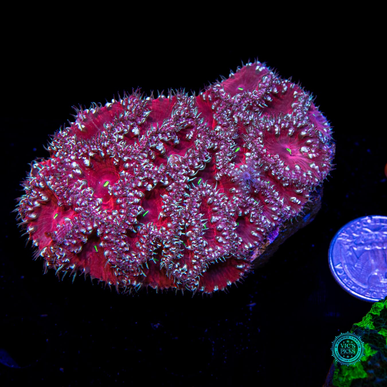 Candy Cane Lane Blastomussa - Actinic Photo