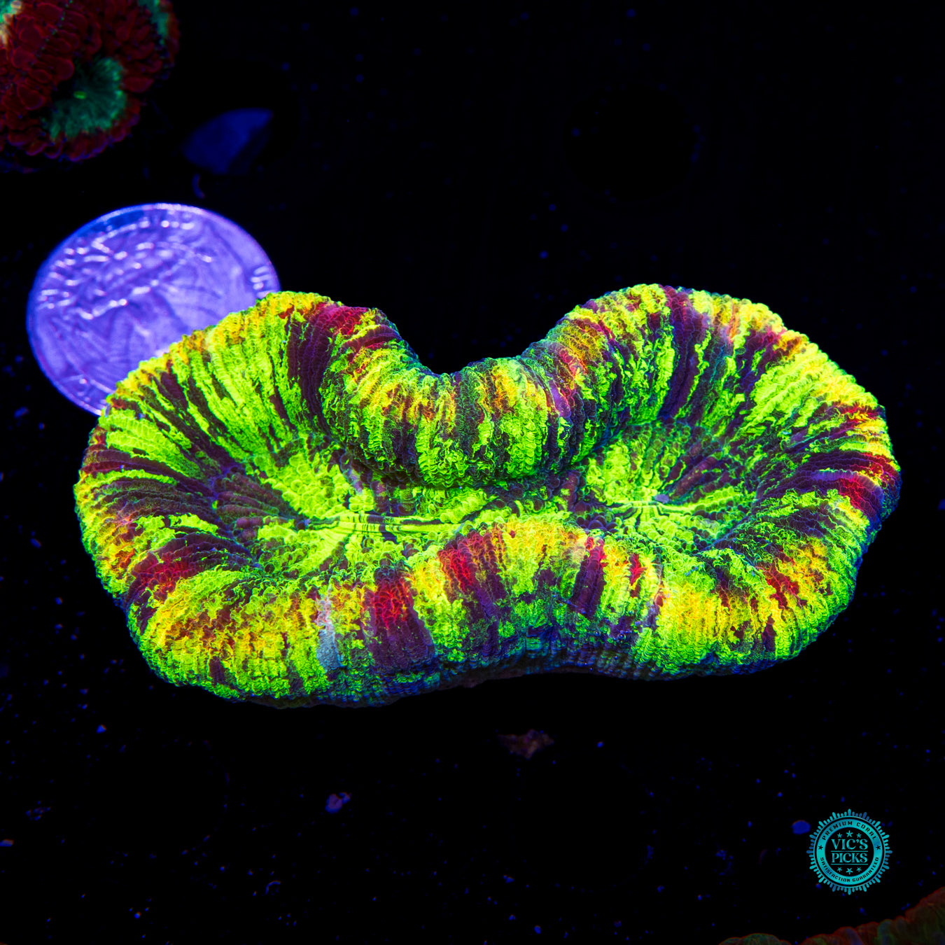Prismatic Trachyphyllia