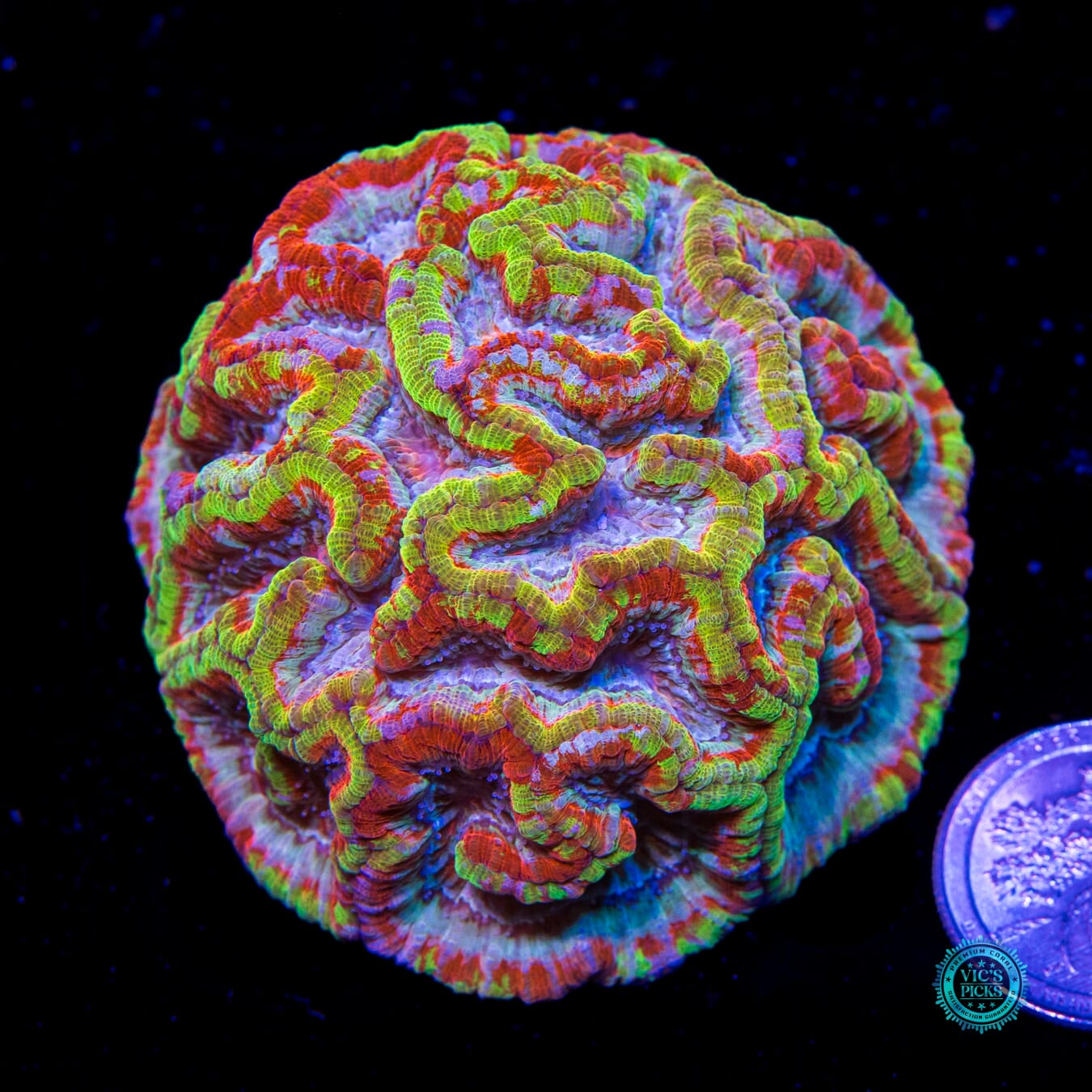 King's Ransom Symphyllia Wilsoni - Actinic Photo