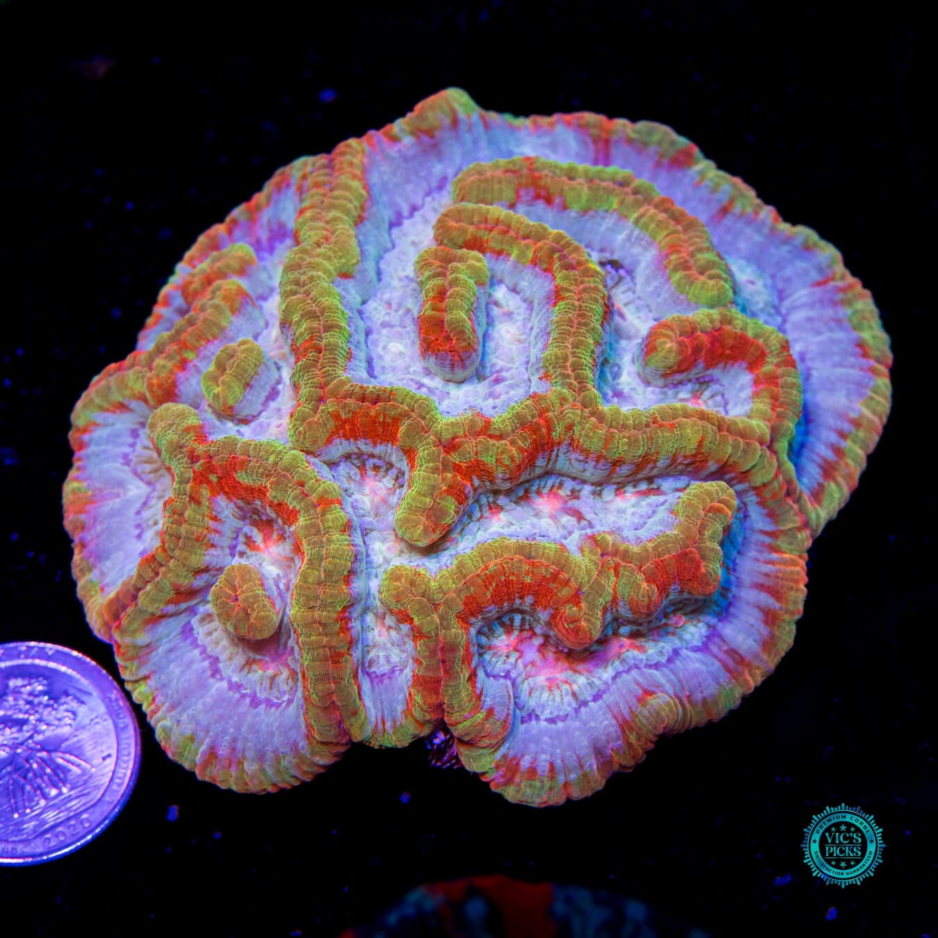 Sunshine Tiger Symphyllia Wilsoni - Actinic Photo