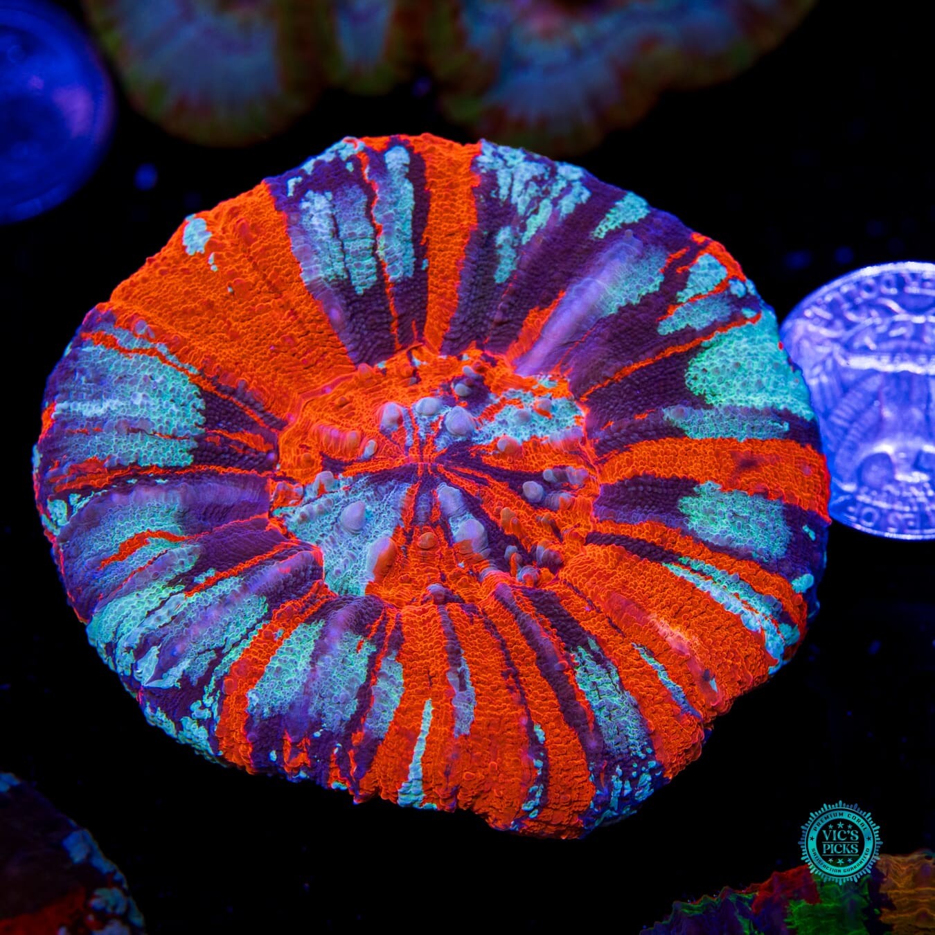 Next Level Warpaint Scolymia - Actinic Photo