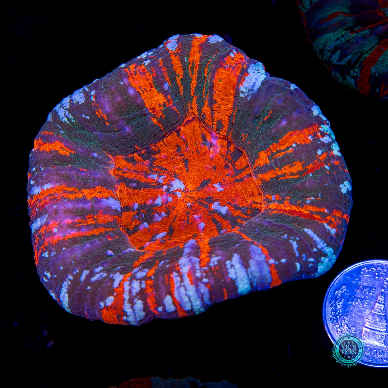 Forest Fire Warpaint Scolymia - Actinic Photo