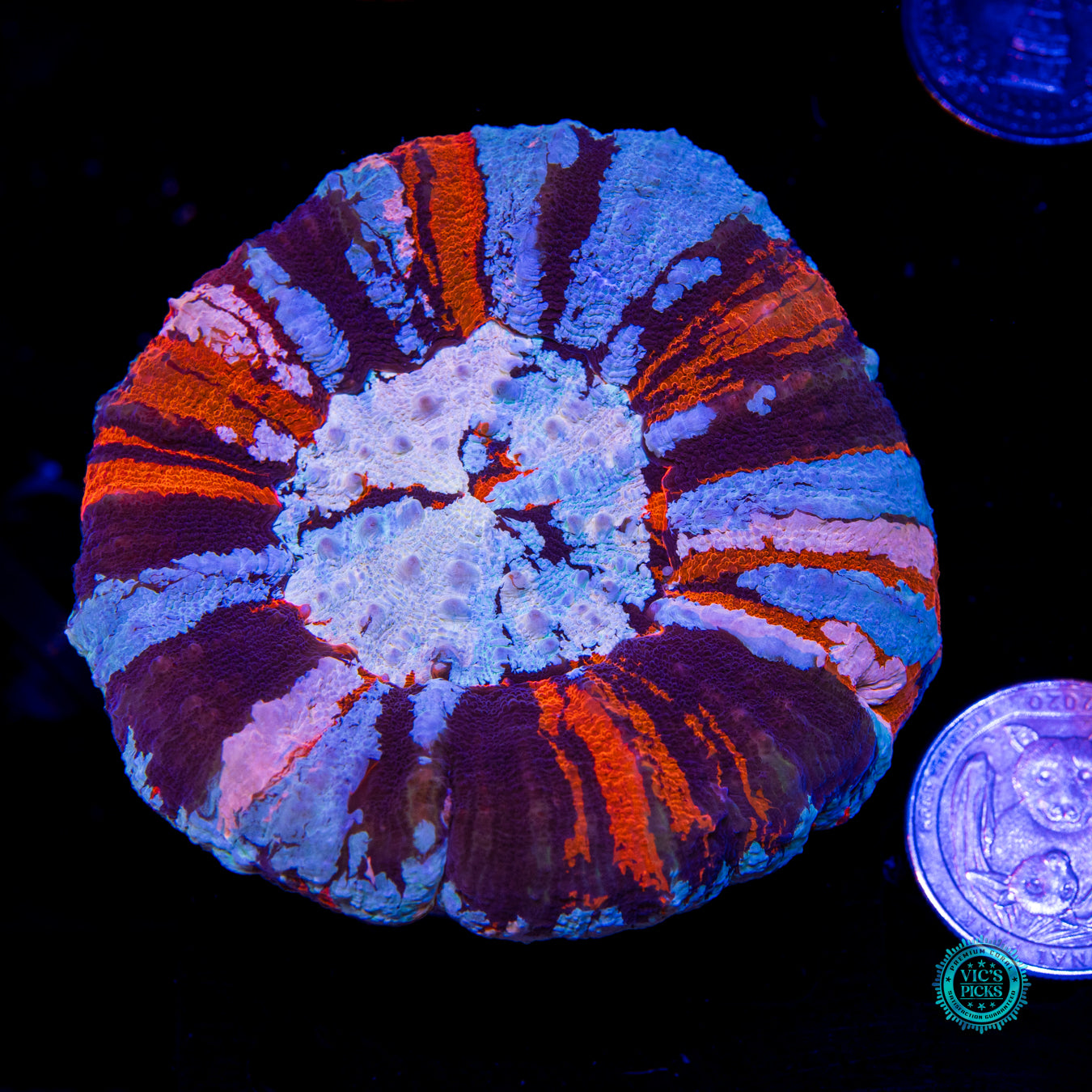 Independence Day Master Scolymia