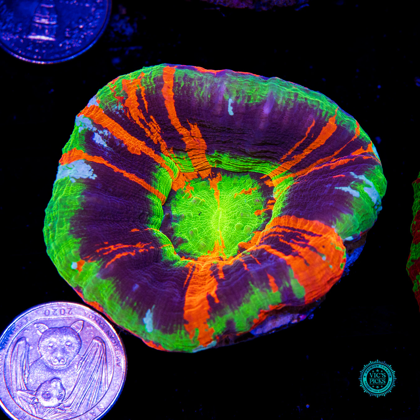 Master of the Elements Scolymia