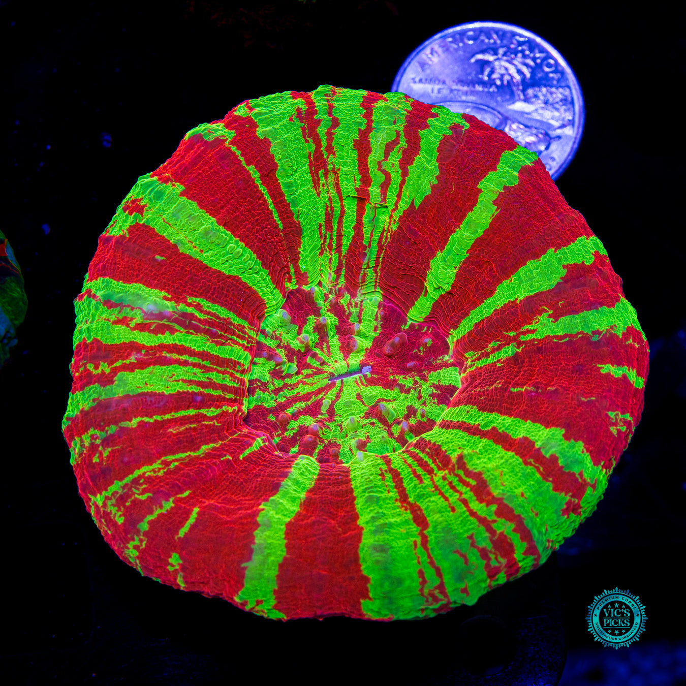 Chaos Equilibrium Scolymia