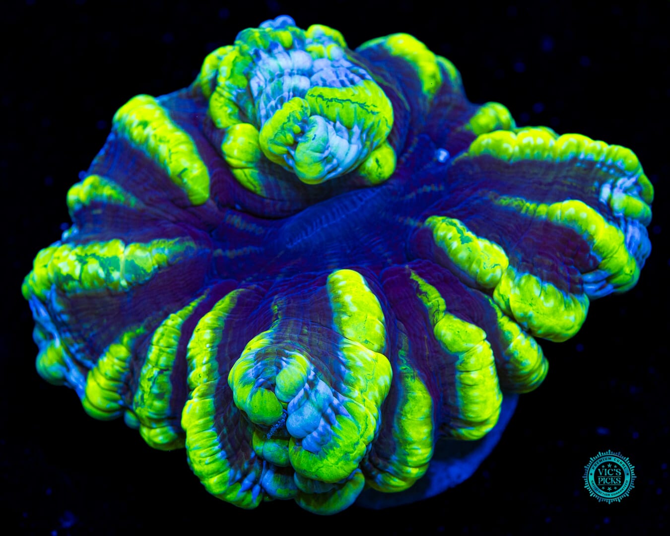 Toxic Avenger Indophyllia - Daylight Photo