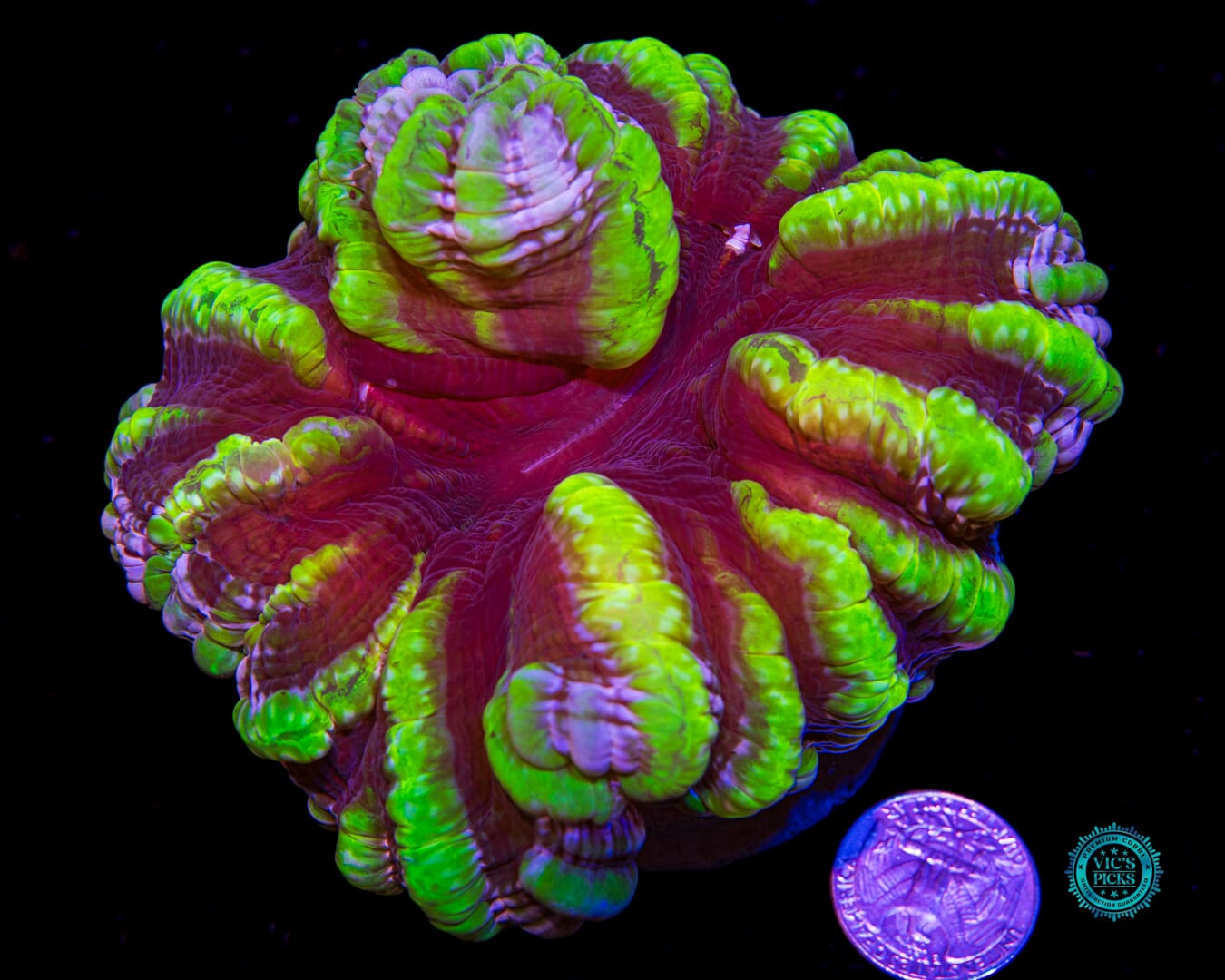 Toxic Avenger Indophyllia - Actinic Photo
