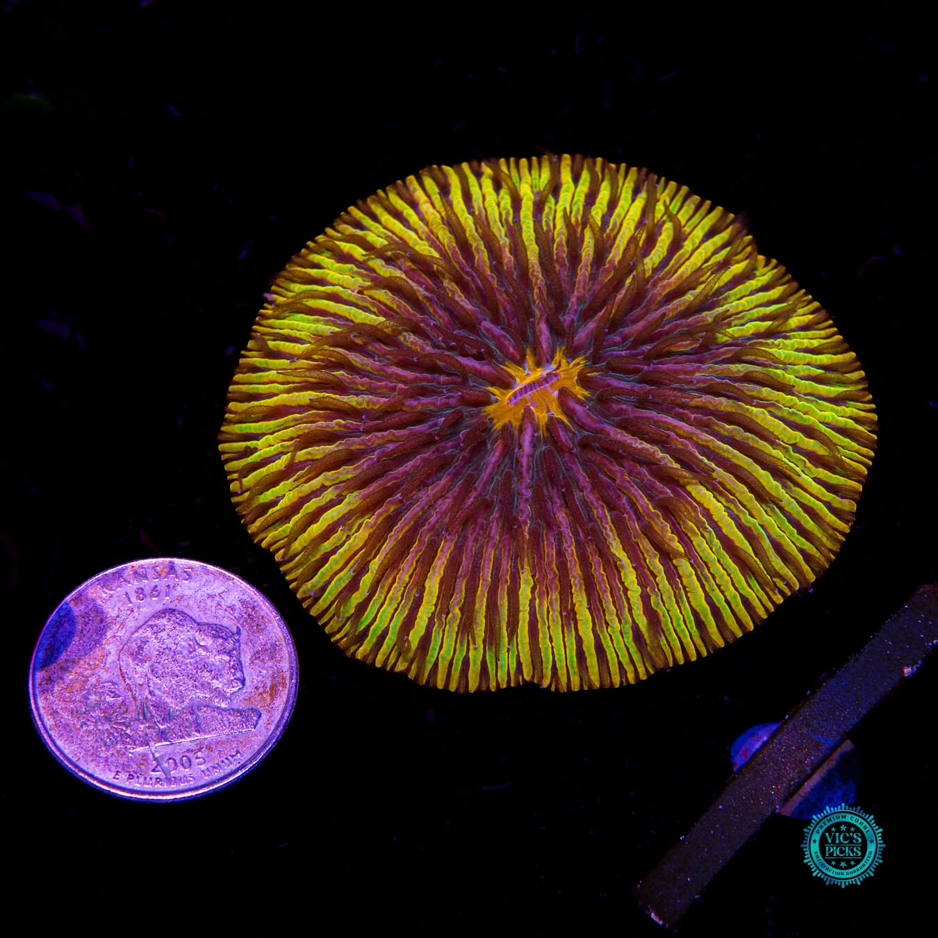 Burning Shadow Plate - Actinic Photo