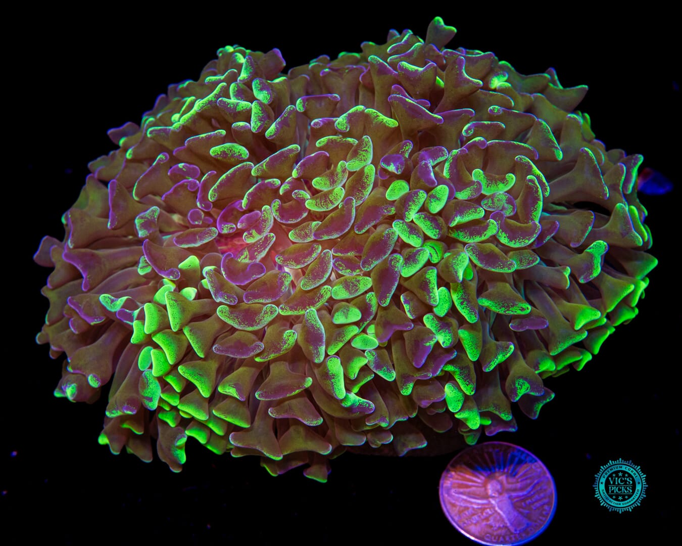 Ulttra Splatter Wall Hammer - Actinic Photo