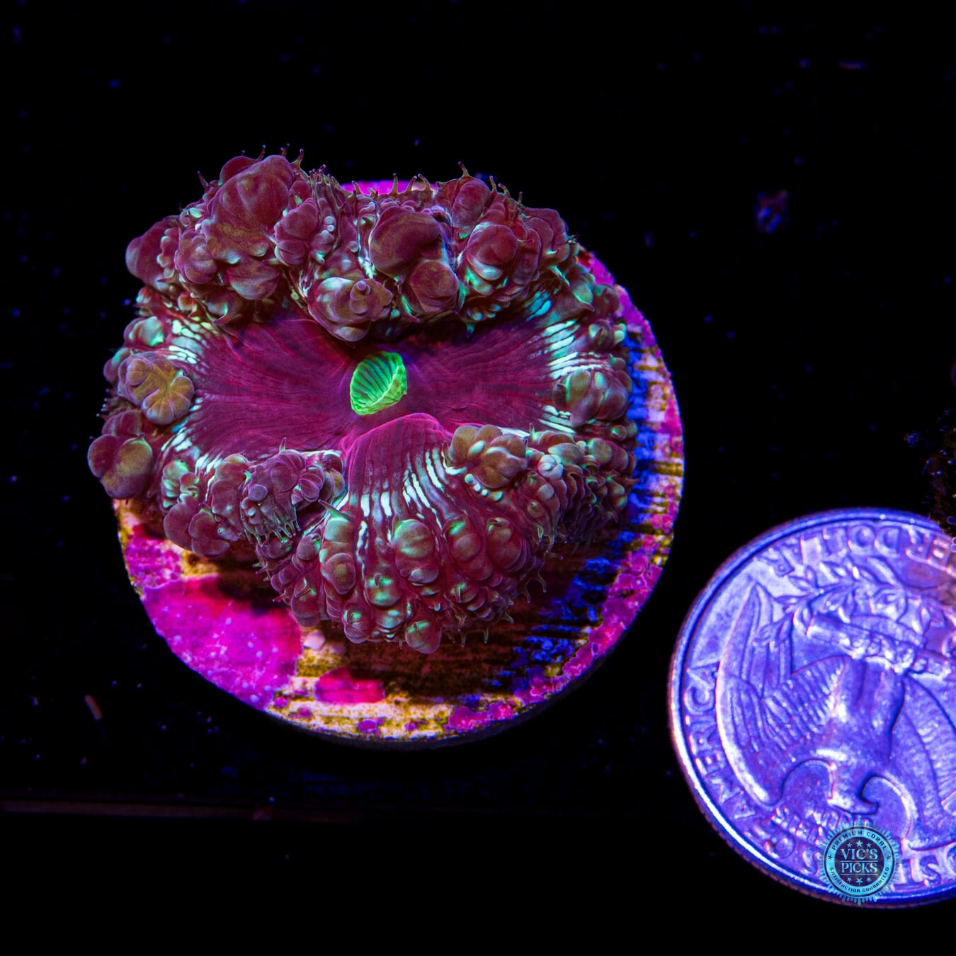 Alchemy Experiment Blastomussa - Actinic Photo