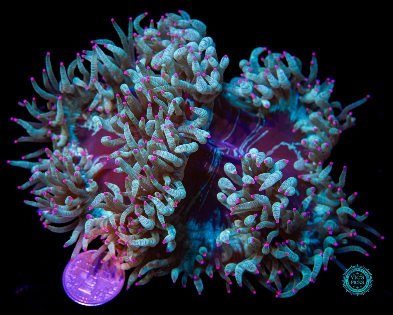 Berry Blasto Elegance - Actinic Photo