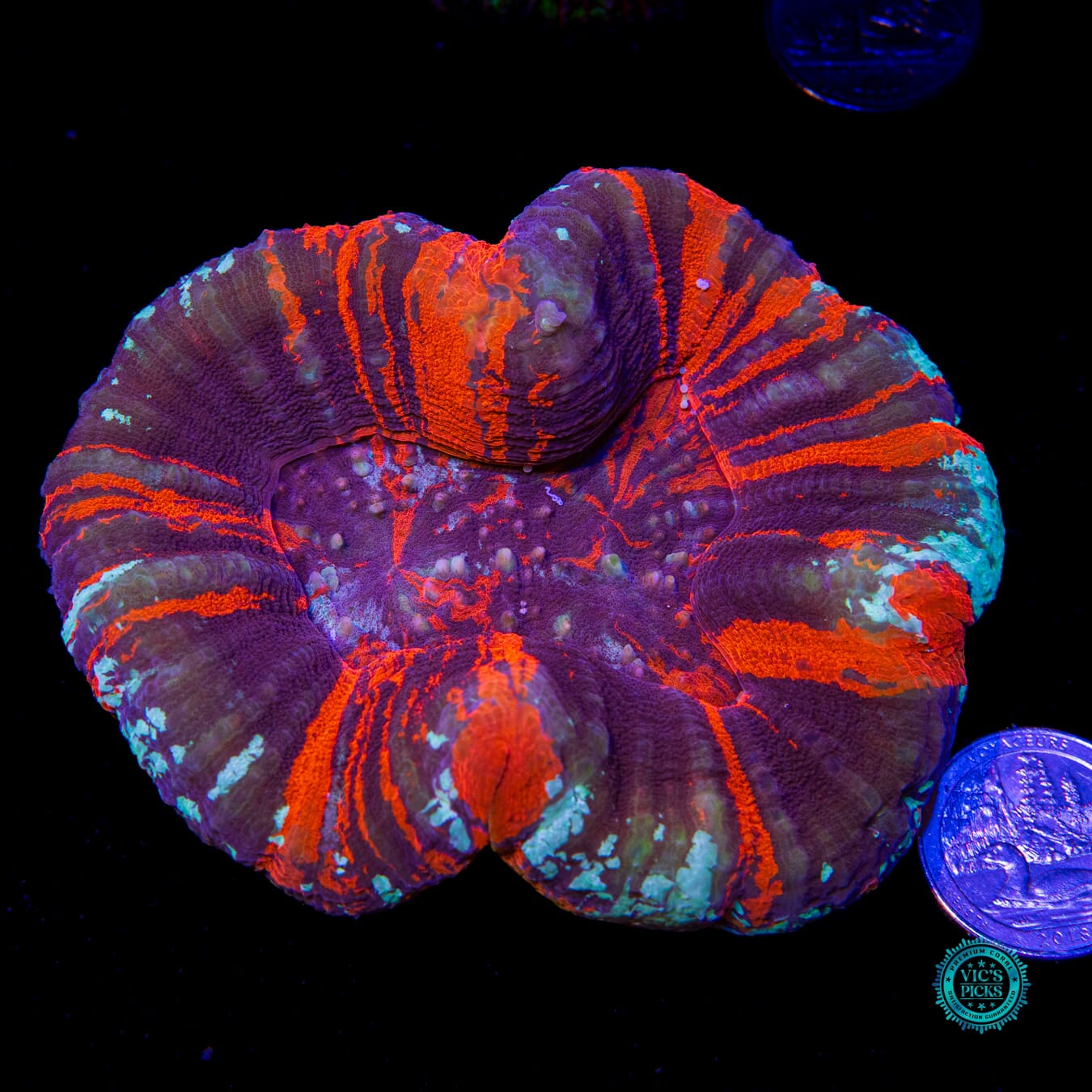 Bloodstorm Double Warpaint Scolymia - Actinic Photo