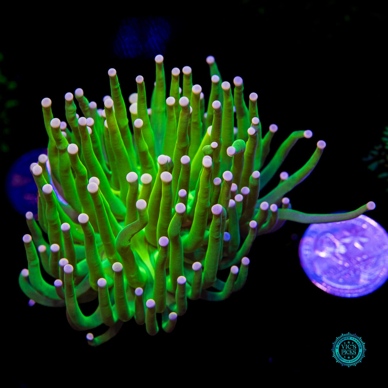 Ultimate Pink Tip Grail Torch - Actinic Photo