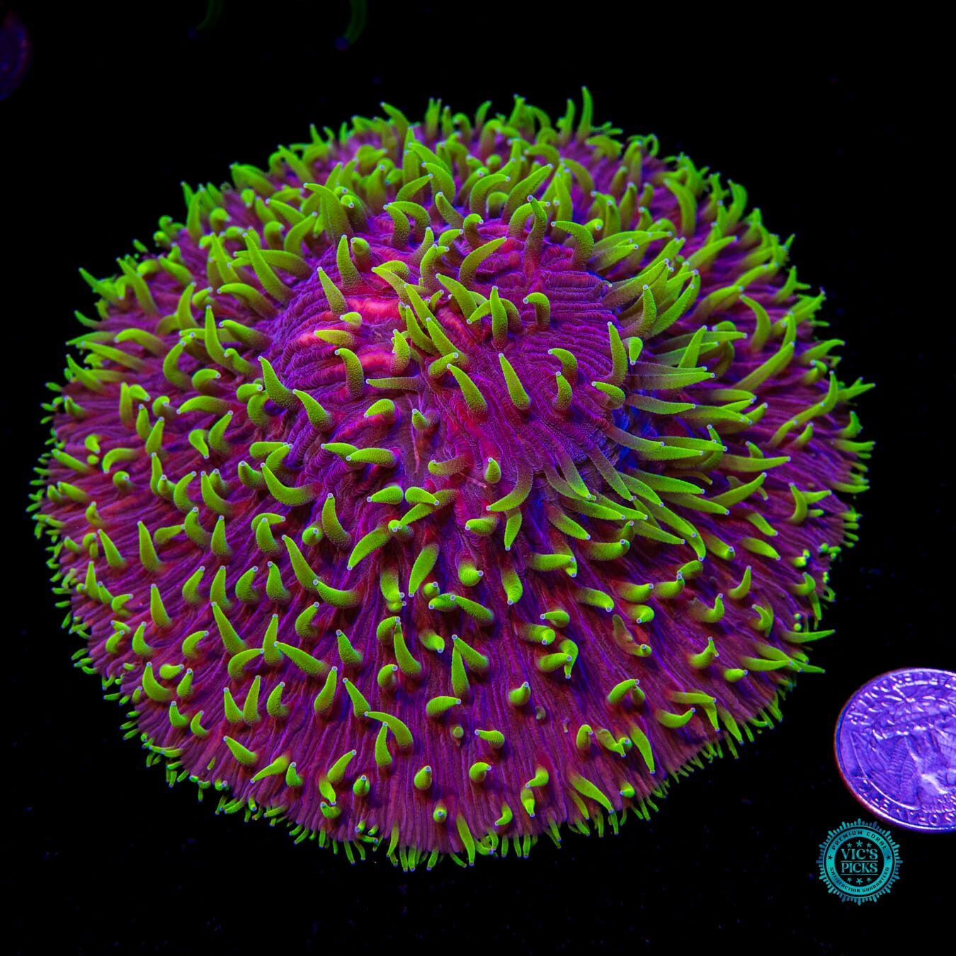 XXL Nightmare Vine Plate - Actinic Photo