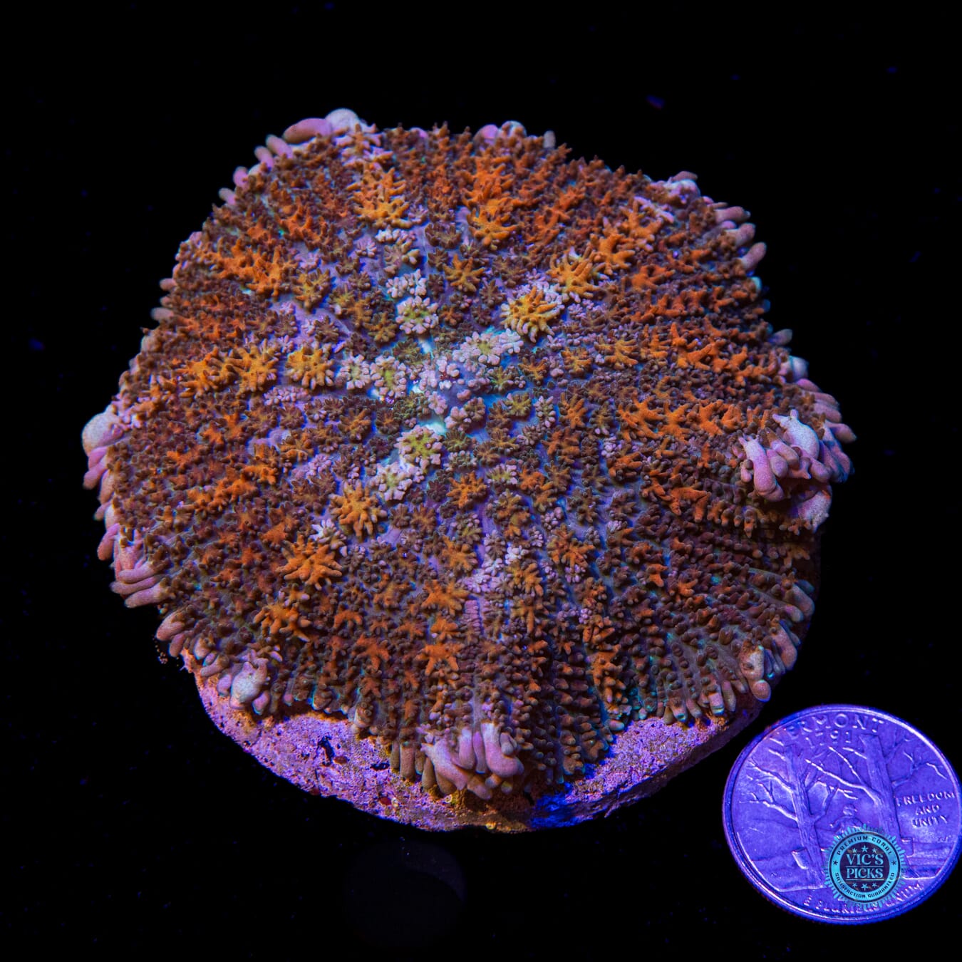 Rasta Rainbow Carpet Rhodactis Mushroom - Actinic Photo