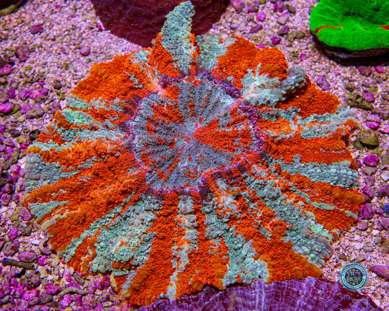 Eternal Sun Acanthophyllia - Actinic Photo