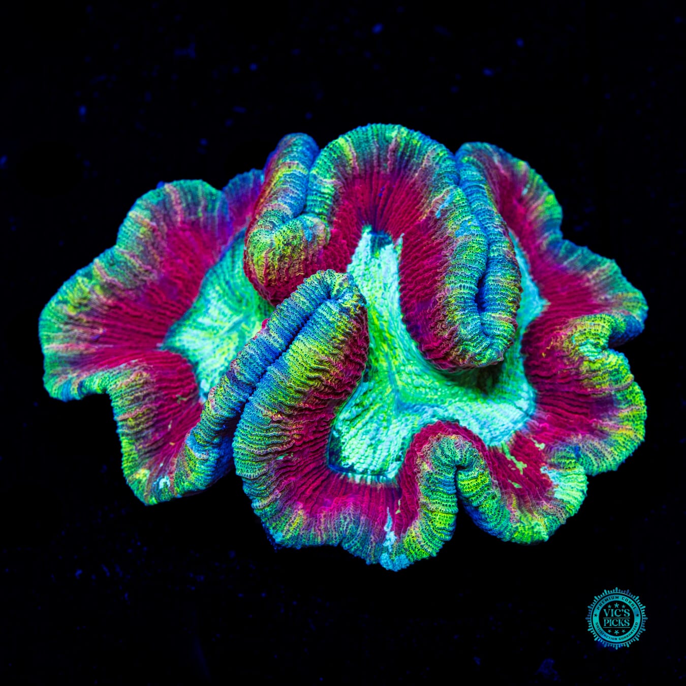 Cherry Lime Explosion Trachyphyllia - Daylight Photo