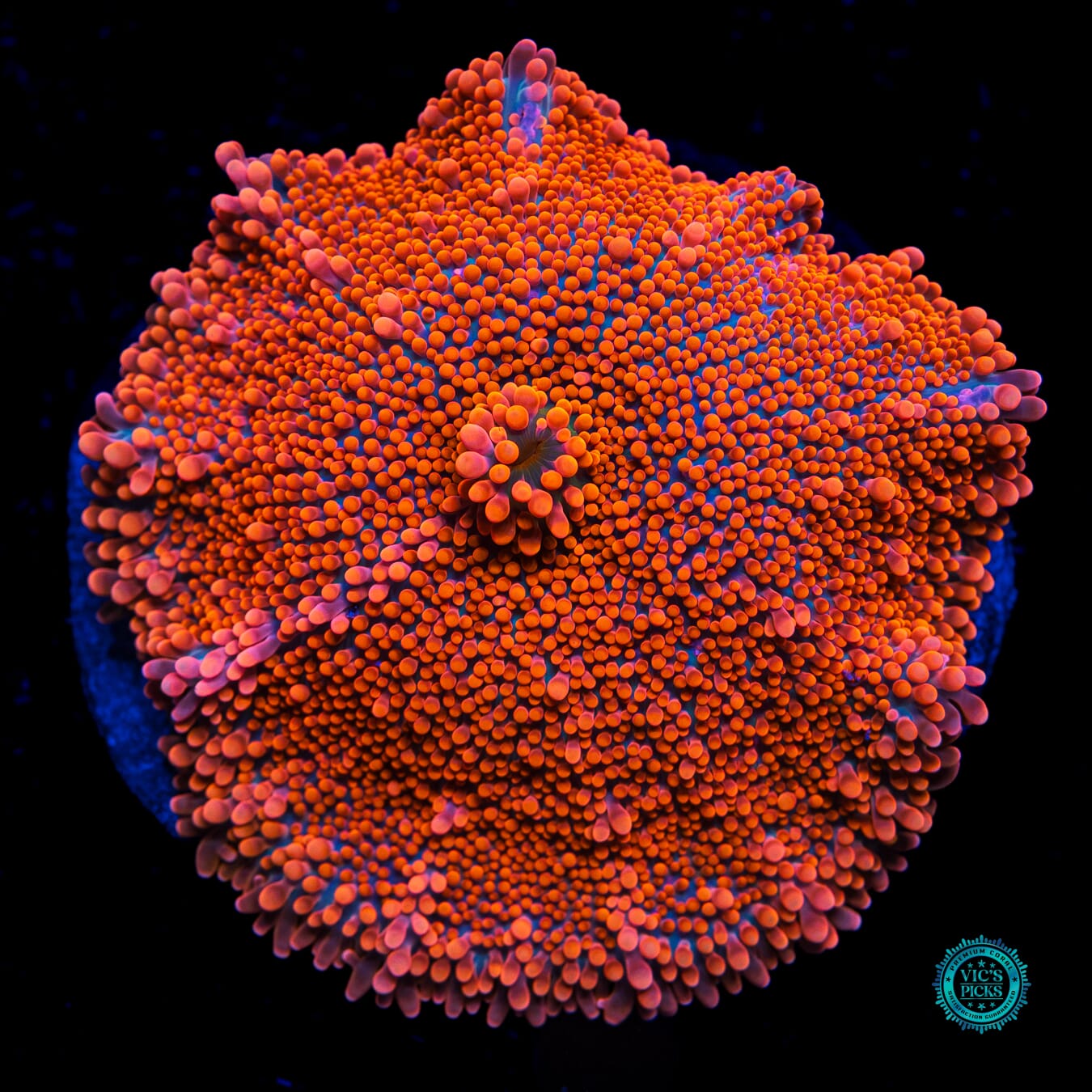 Blazin Saddle Yuma Mushroom - Daylight Photo