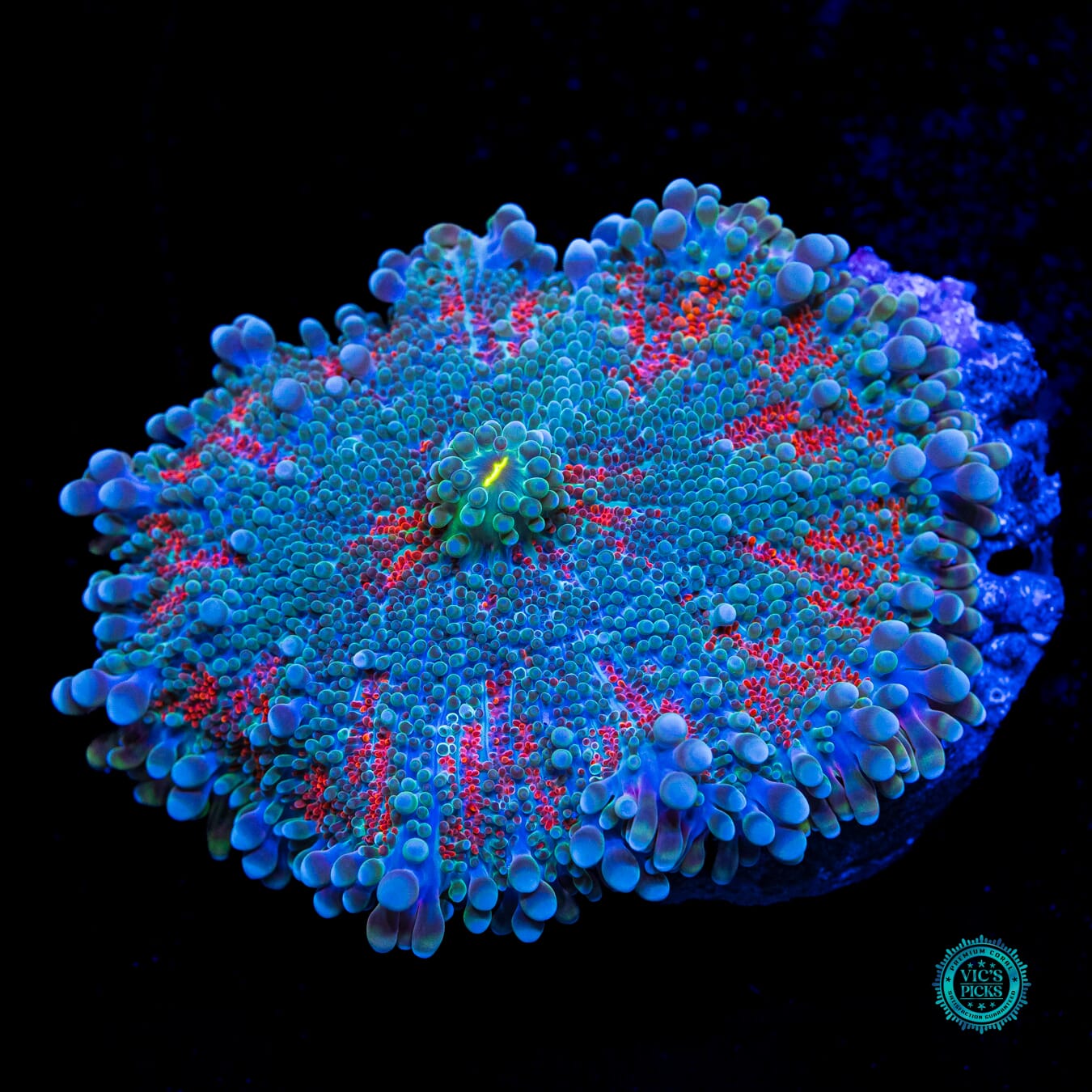 Buried Treasure Yuma Mushroom - Daylight Photo