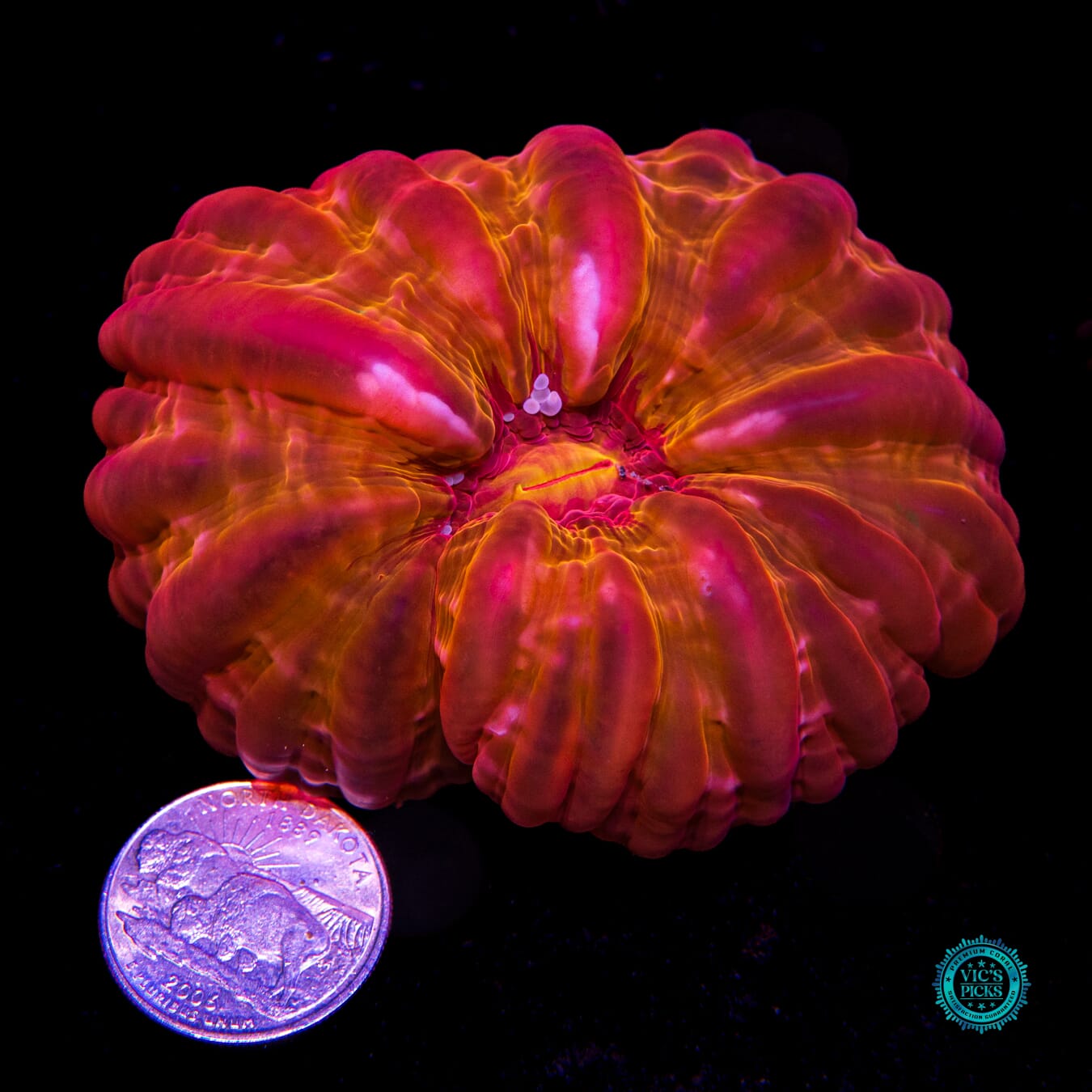 Torchlight Cynarina - Actinic Photo