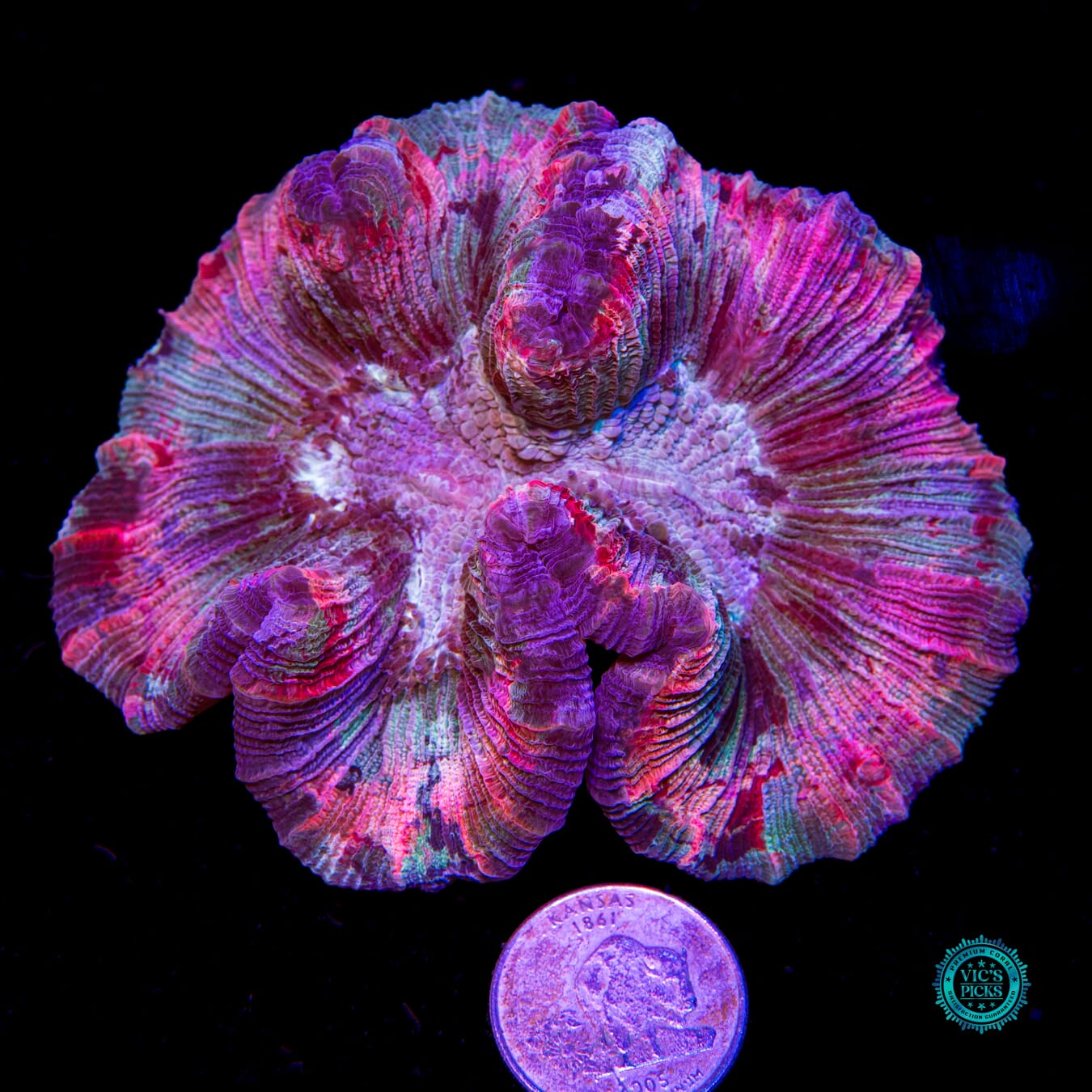 Fruit Pudding Trachyphyllia - Actinic Photo
