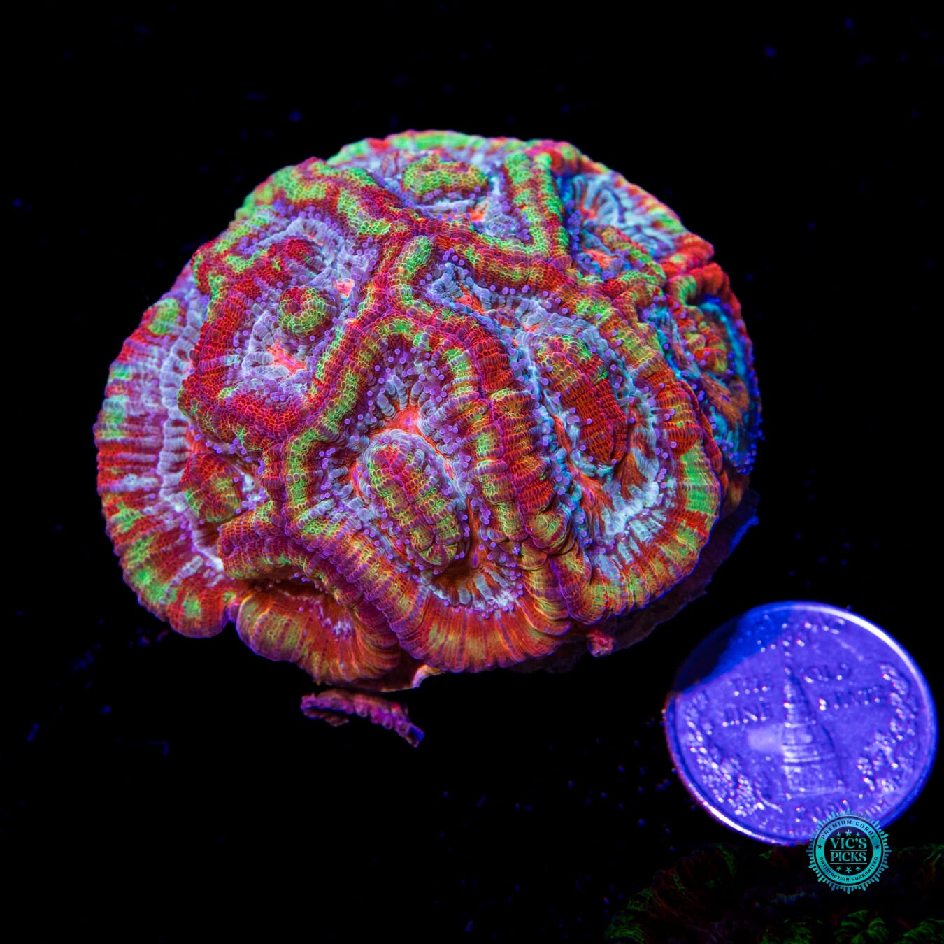 Rainbow Tiger Symphyllia Wilsoni - Actinic Photo