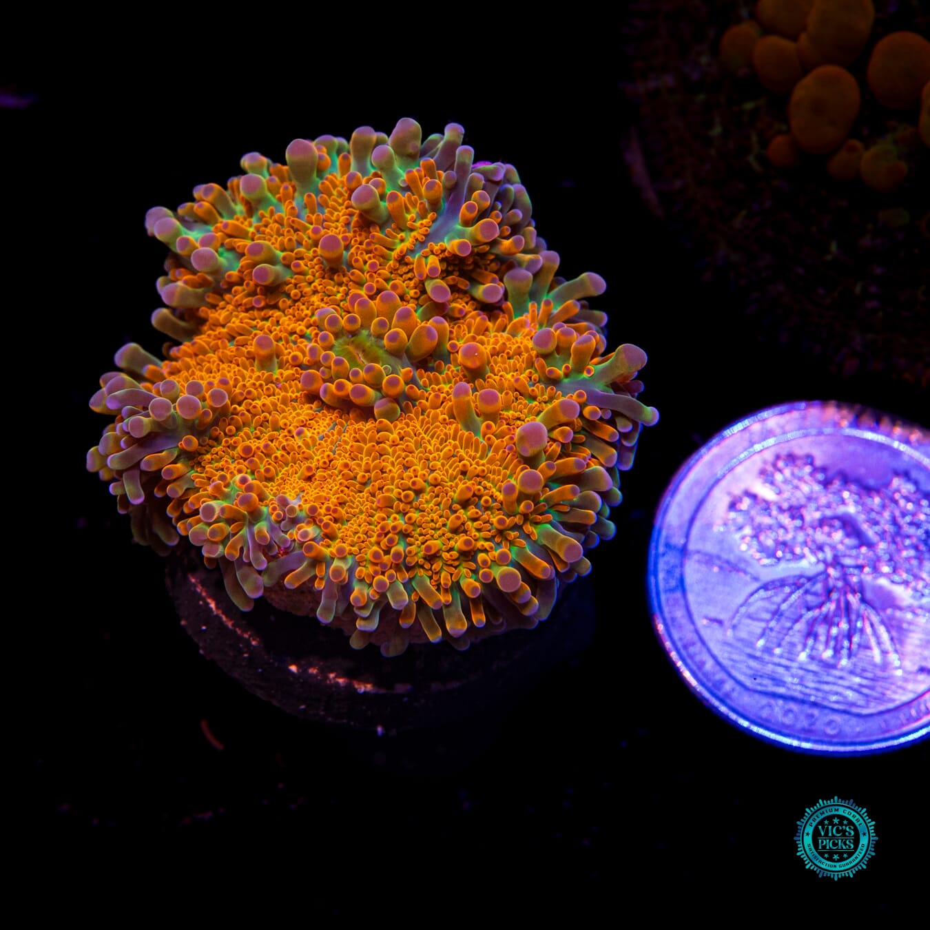 Sunrise Yuma Mushroom - Actinic Photo
