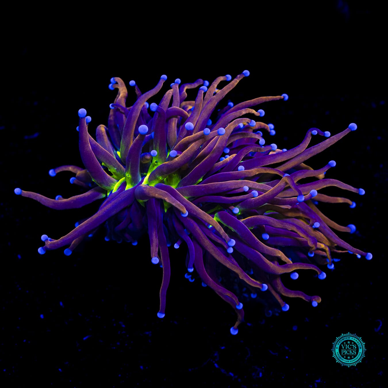 Fel Flame Torch - Daylight Photo
