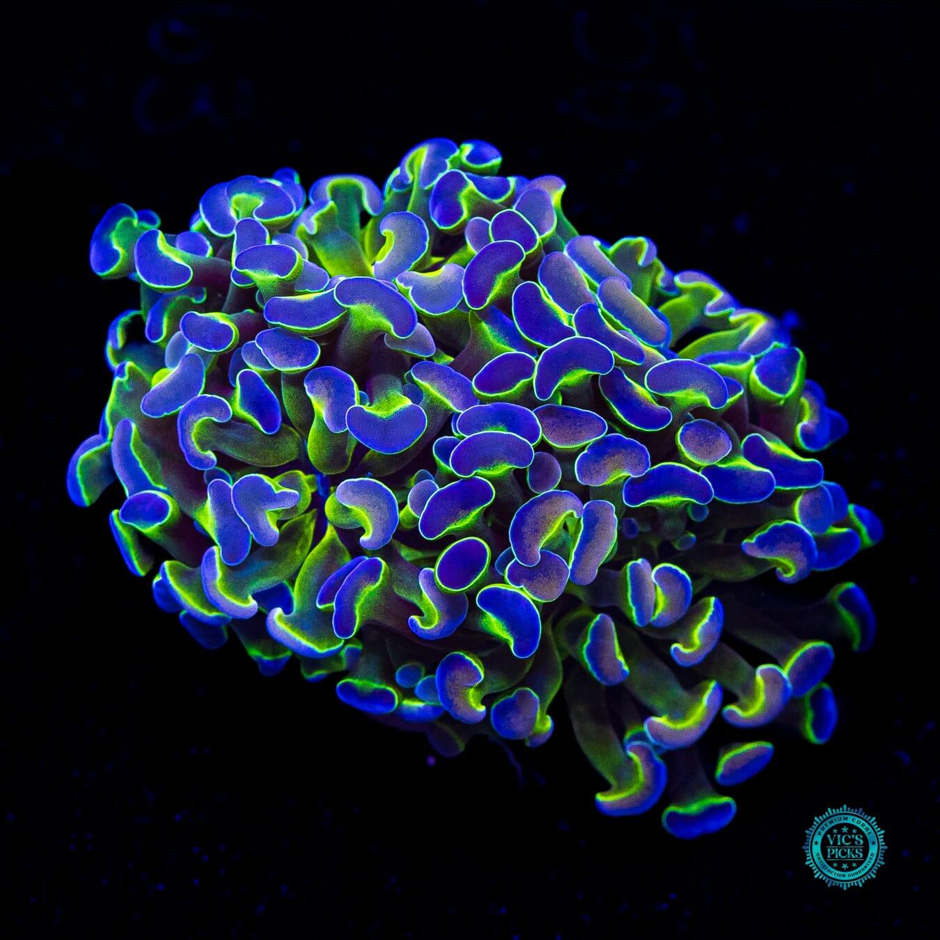 Hologram Branching Hammer - Daylight Photo