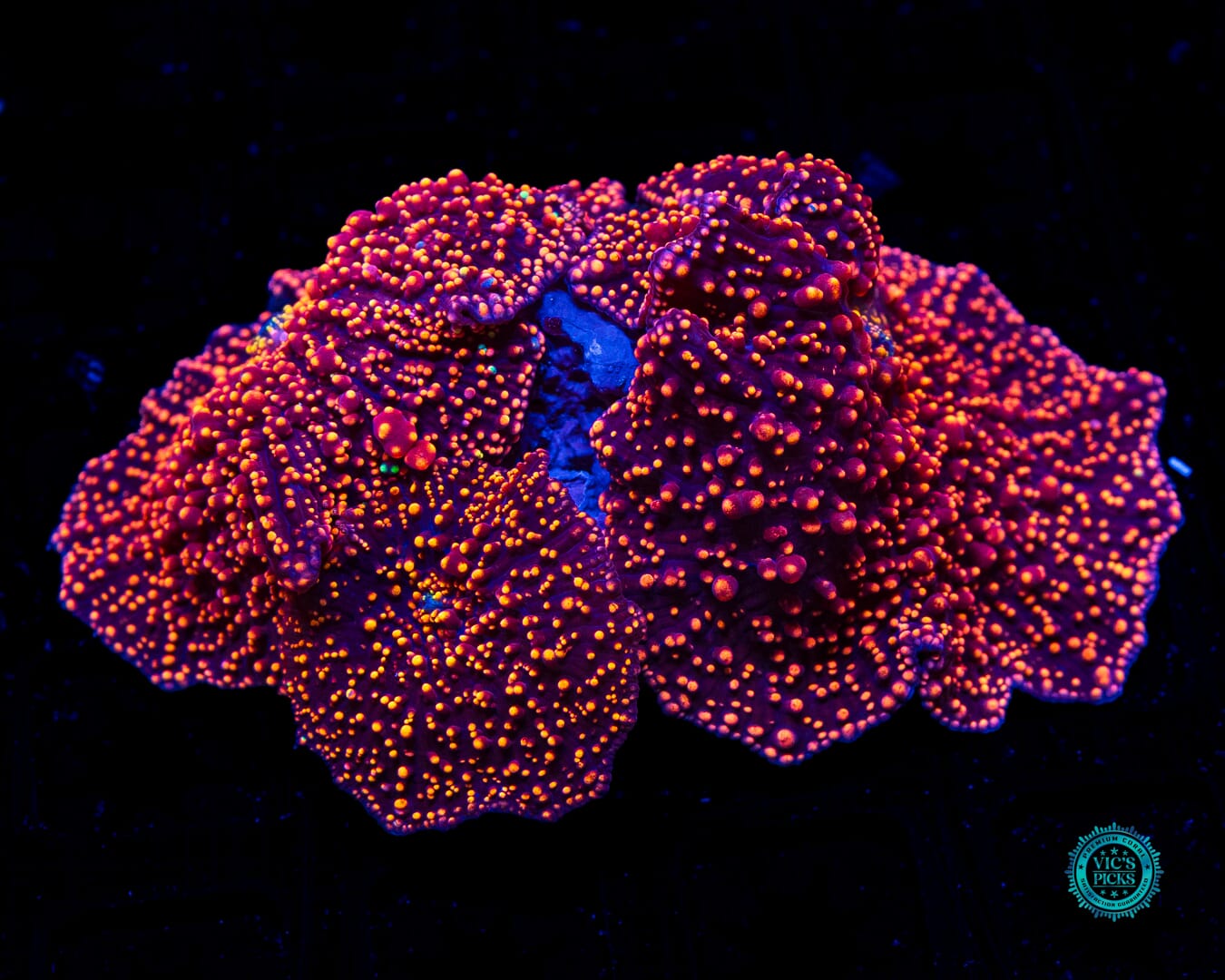 Interstellar Colony Mushroom - Daylight Photo