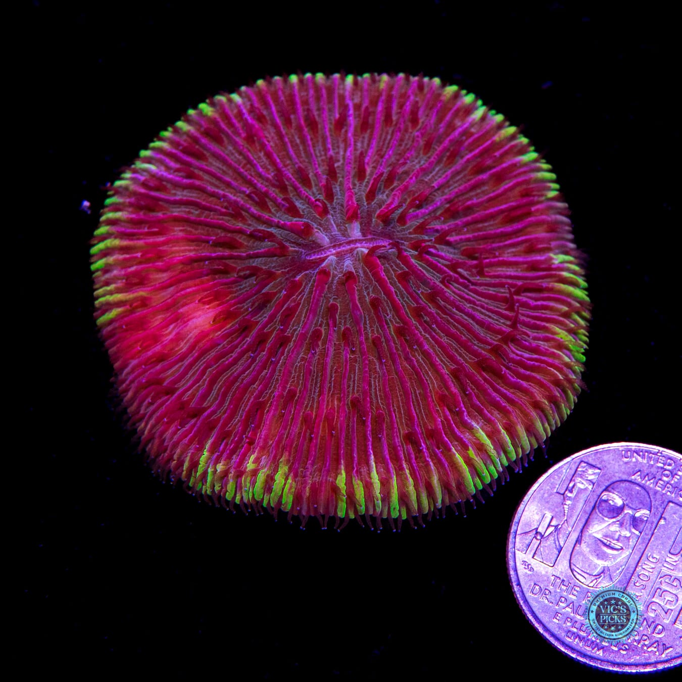 Electroberry Plate - Actinic Photo