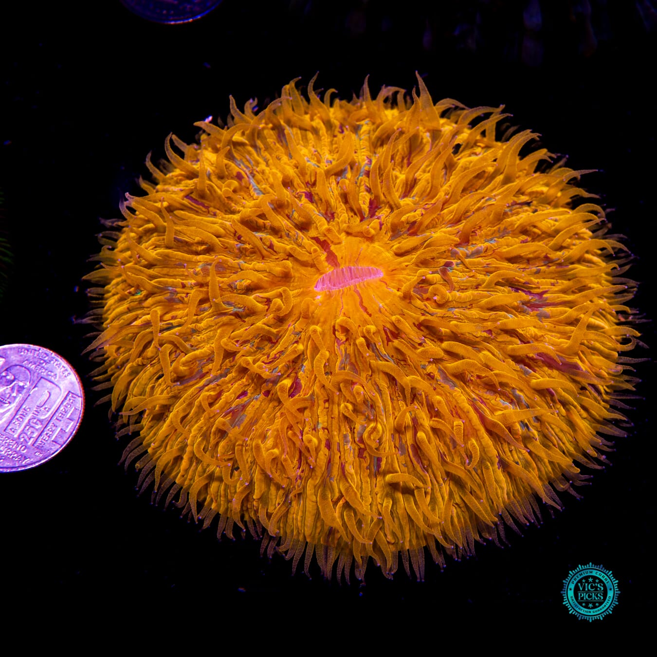 Sun Speckled Plate - Actinic Photo