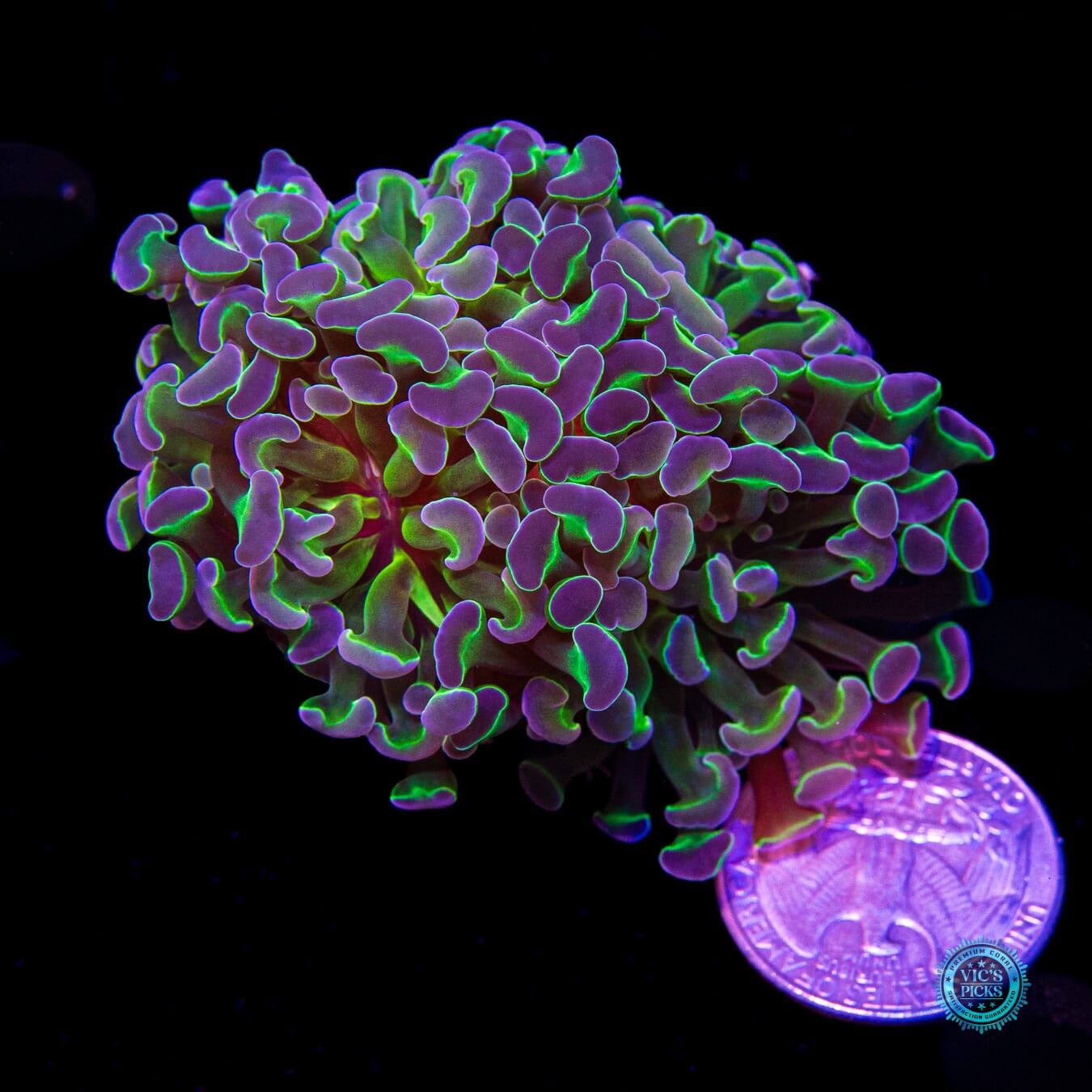 Hologram Branching Hammer - Actinic Photo