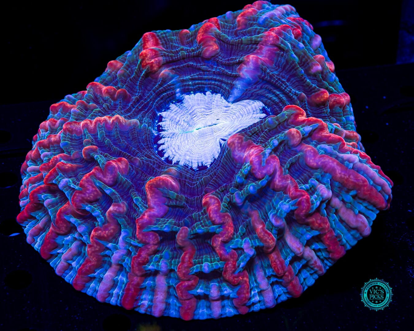 Shimmering Vortex Indophyllia - Daylight Photo