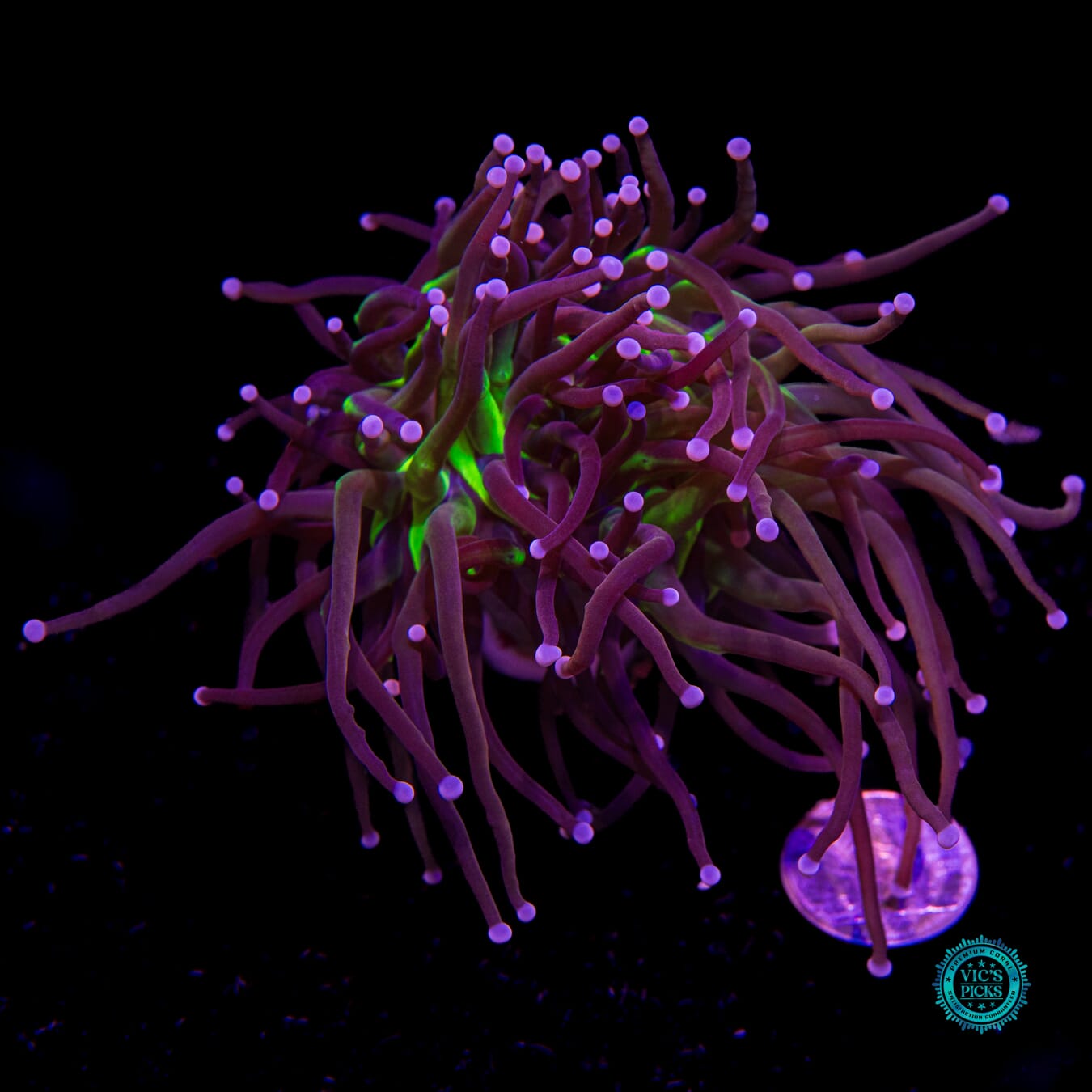 Fel Flame Torch - Actinic Photo