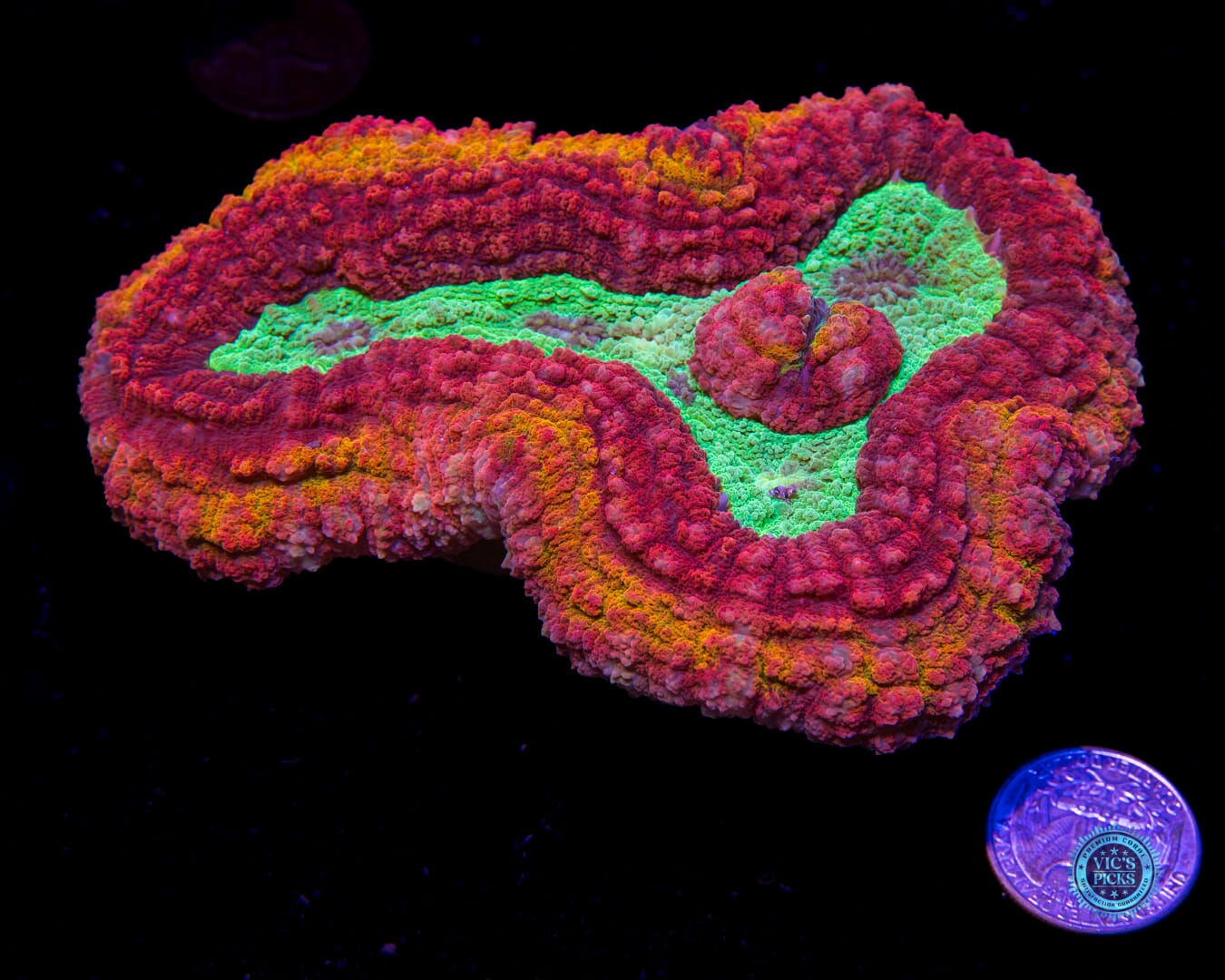 Pirate's Plunder Symphyllia - Actinic Photo