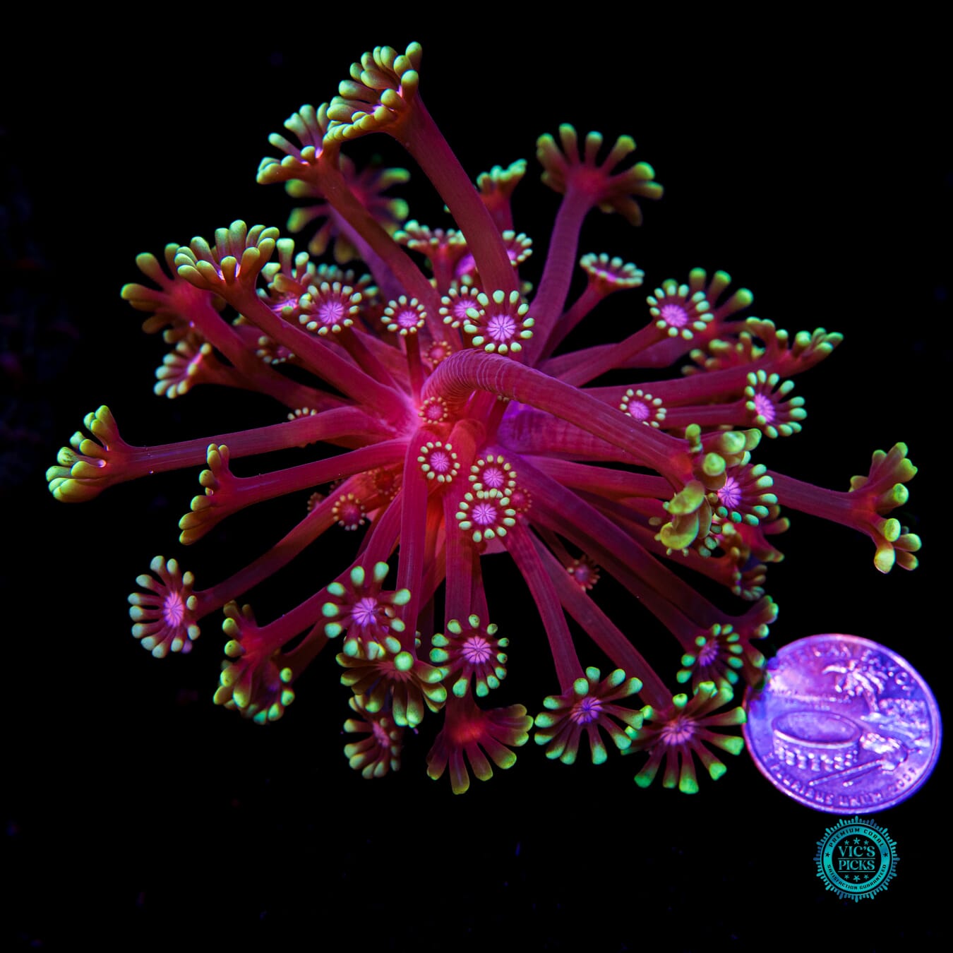 WWC Macho Man Alveopora - Actinic Photo